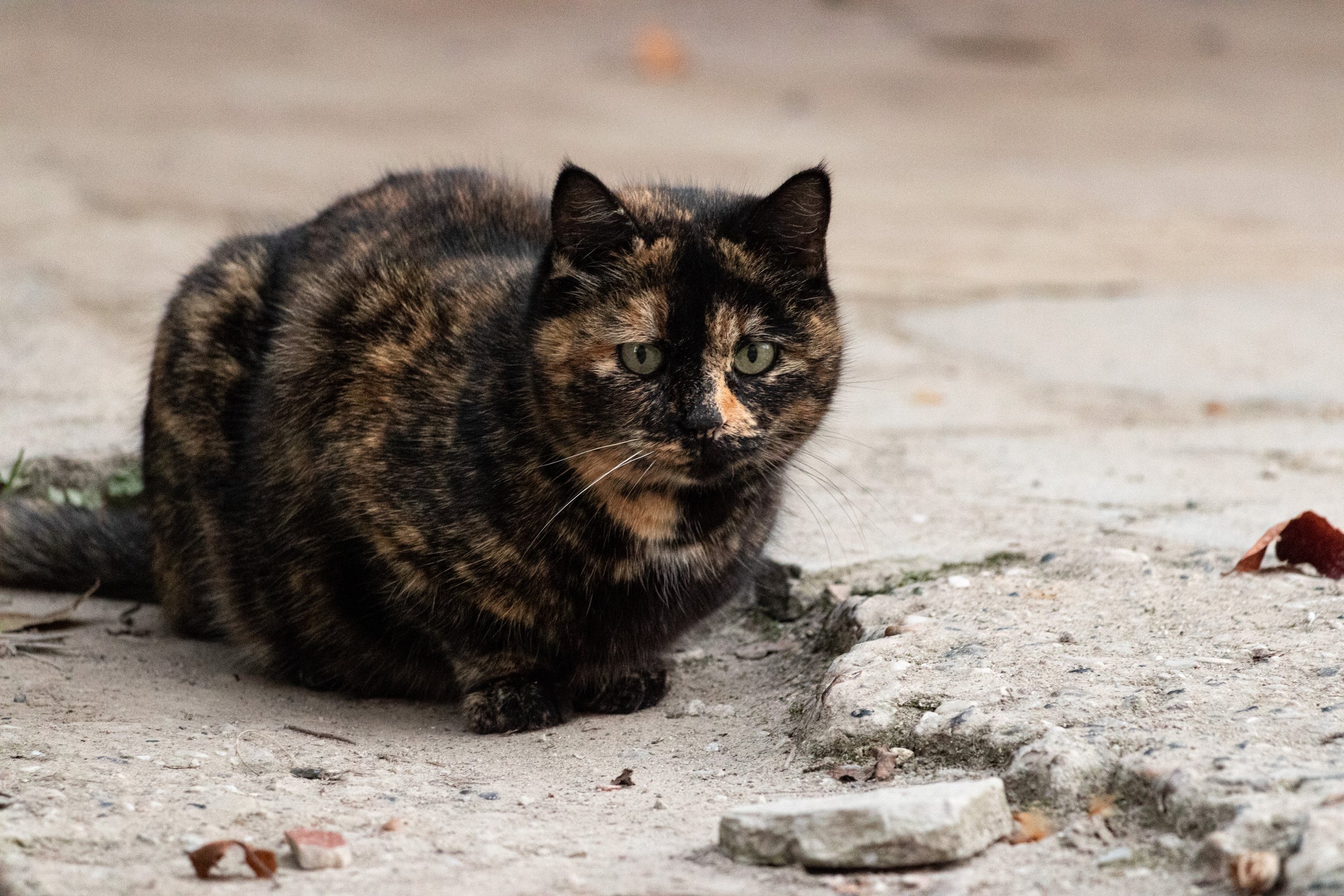 Gato manchado sentado em chão de cimento