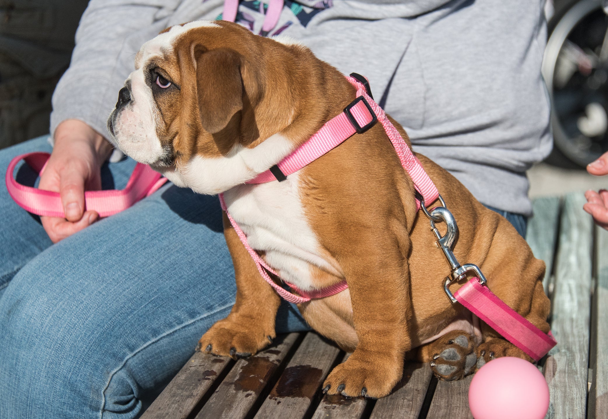 Cão sentado em banco usando coleira com peitoral rosa