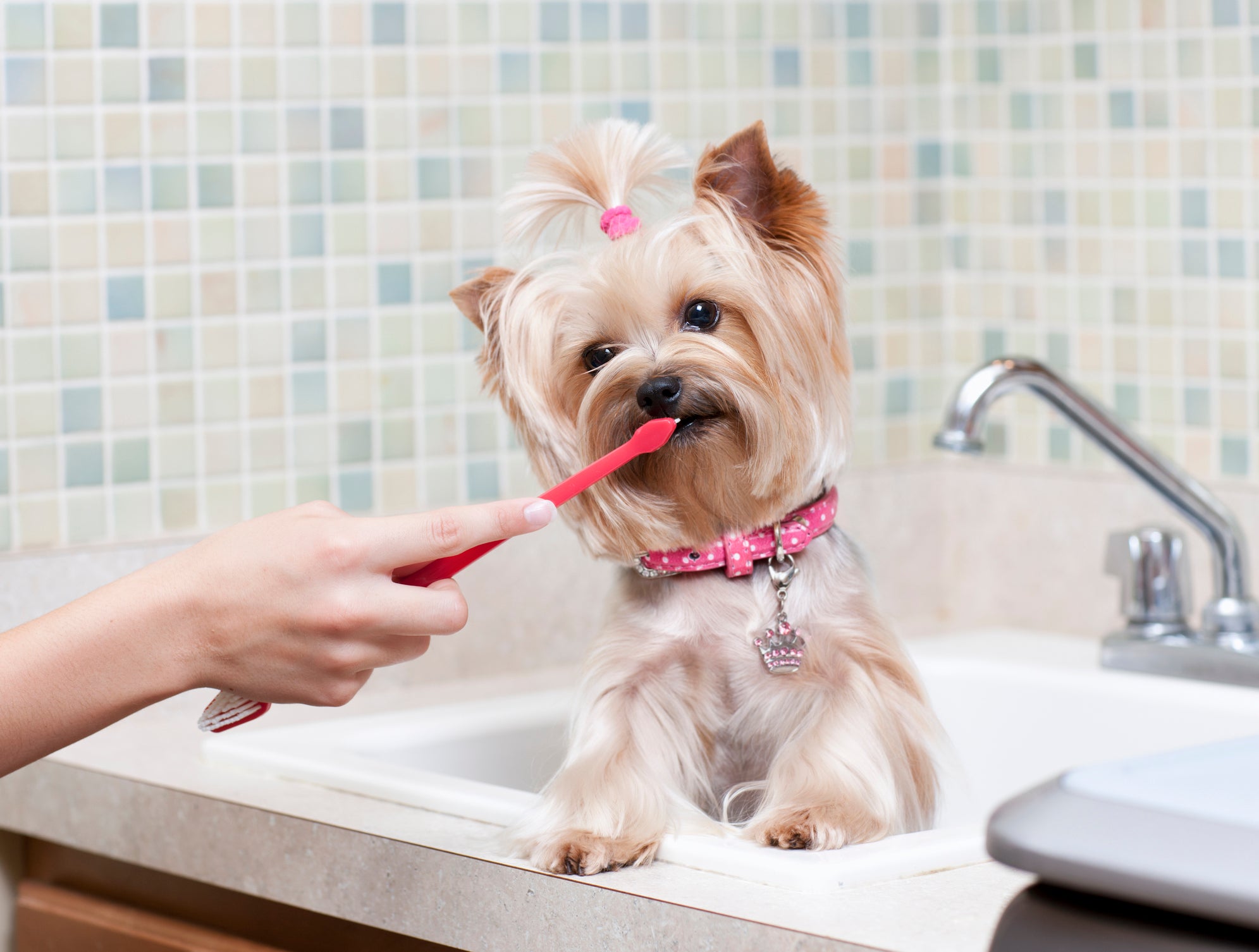 Tutora escovando os dentes de sua cadelinha no banheiro