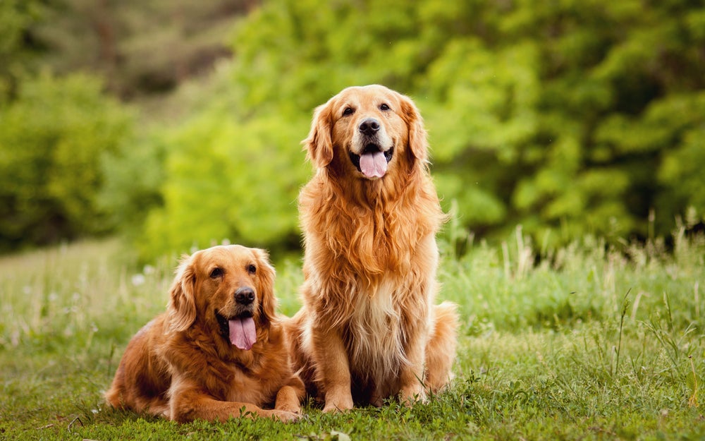 Dois cachorros da raça Golden Retriever