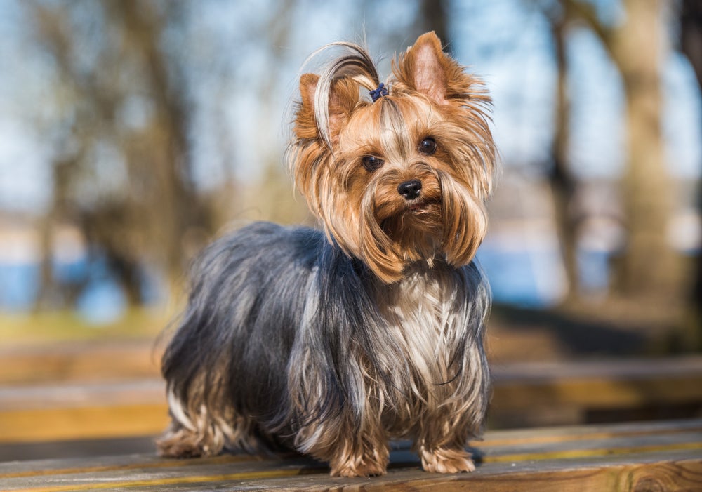 Cachorra Yorkshire fêmea com lacinho