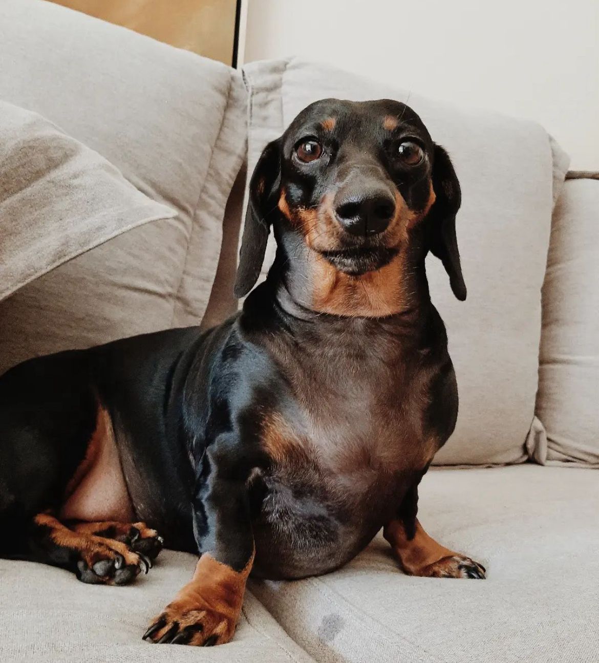 Cachorro Dachshund sentado no sofá