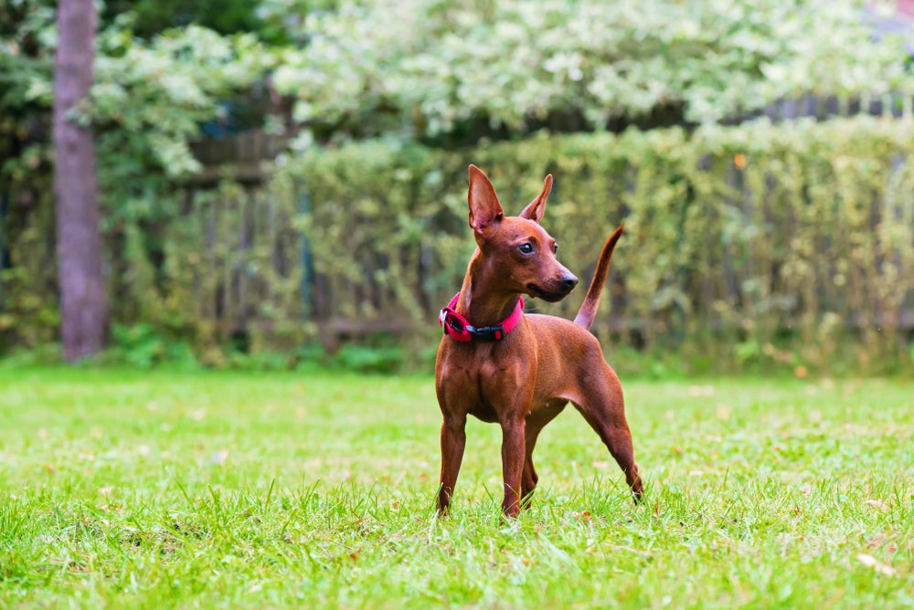 Quantos anos vive um Pinscher: cachorro da raça olhando para o lado