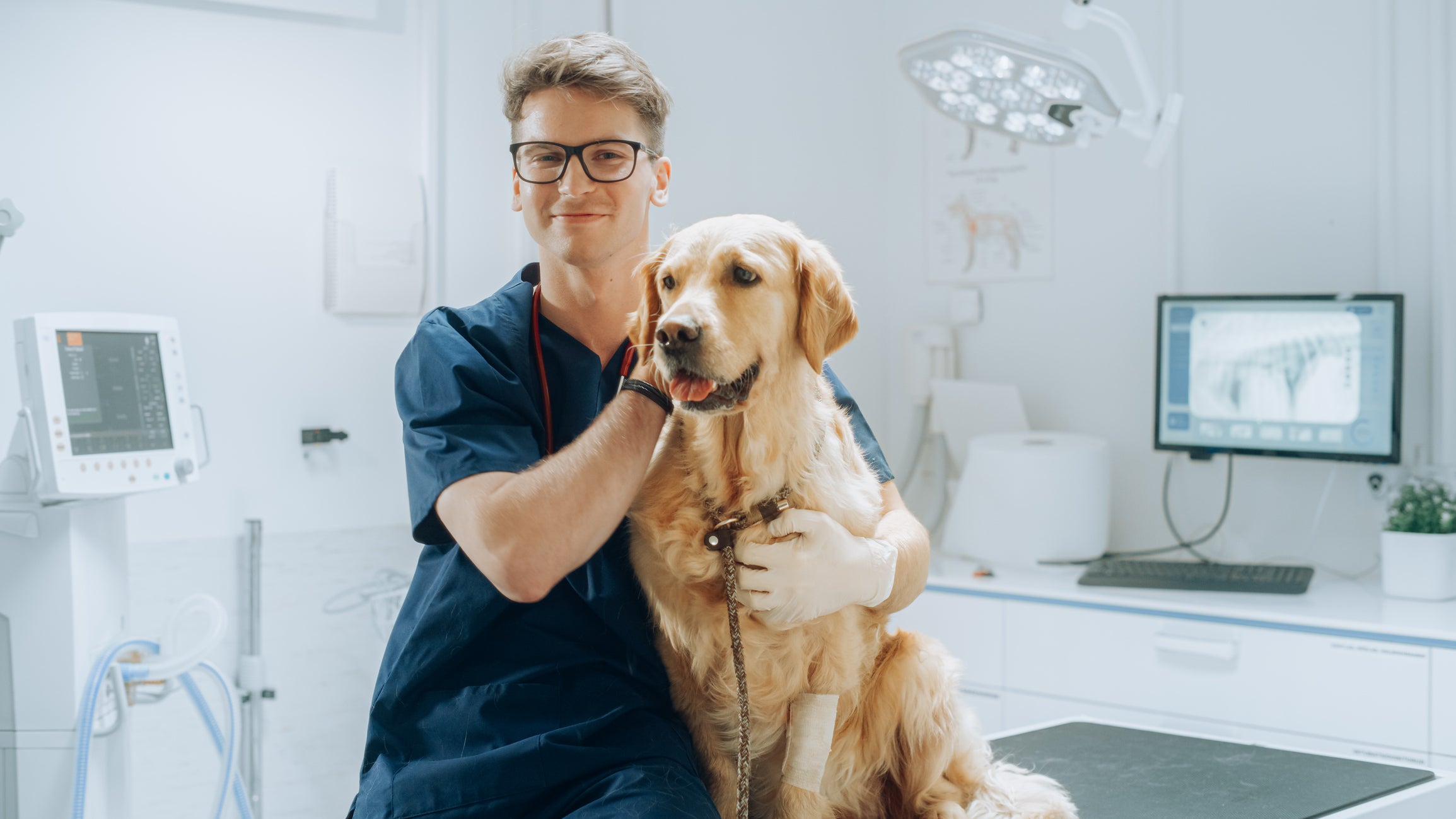 Cão grande e amarelo abraçado por veterinário em consultório