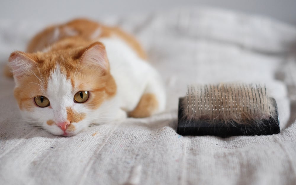 queda de pelo em gatos: gato com pelos caindo