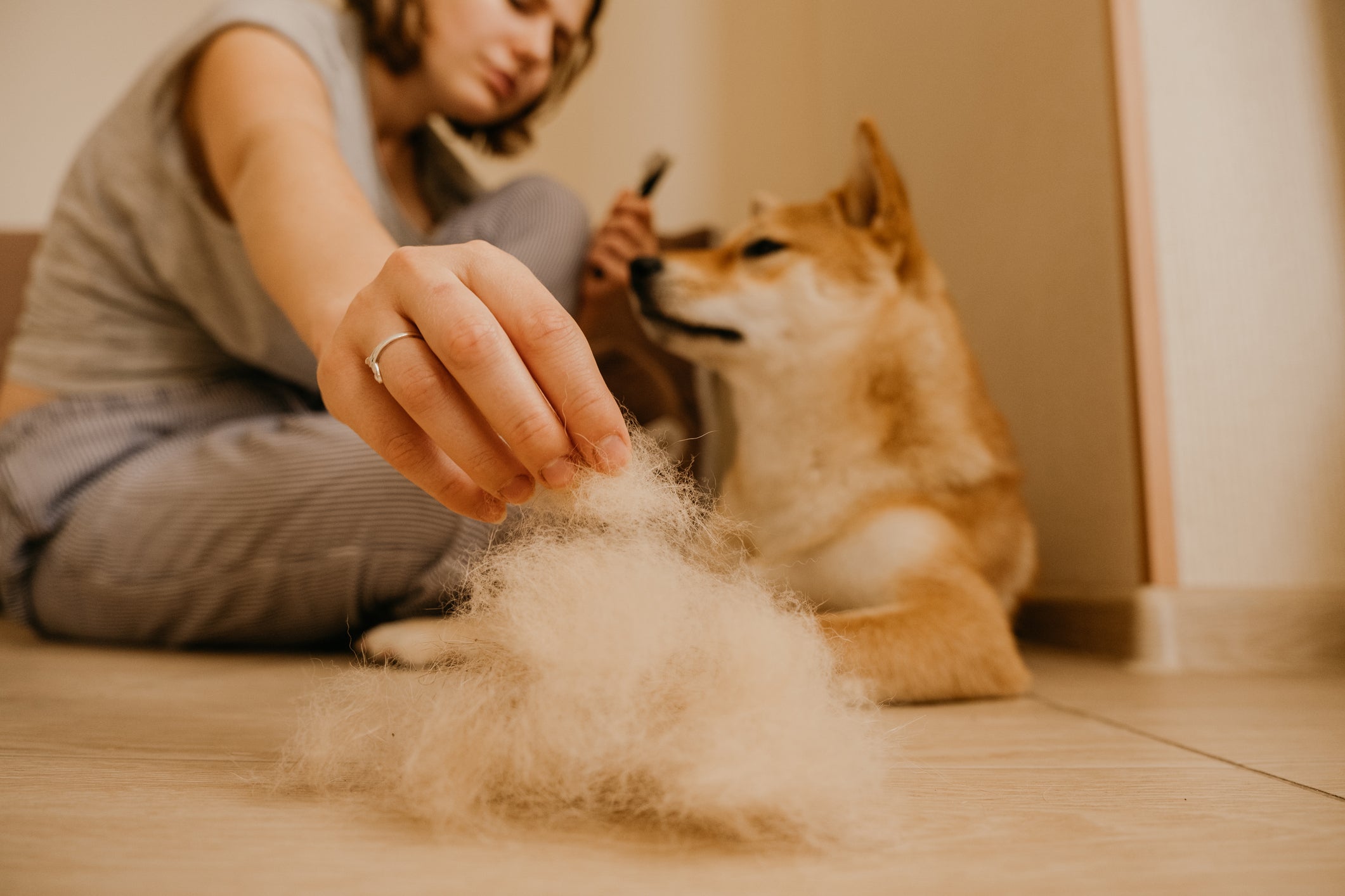 Tutora tirando excesso de pelo de cachorro durante escovação