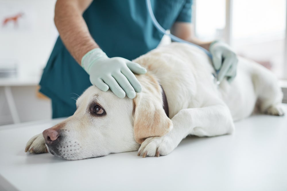 ração hepática: cachorro sendo avaliado por veterinário