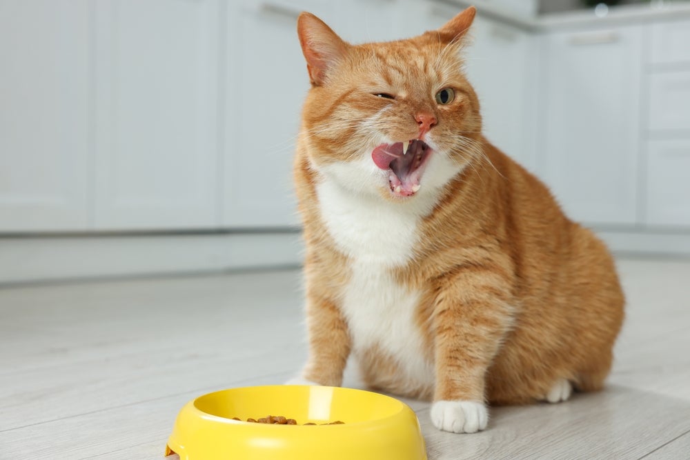 gato laranja com um pote de ração