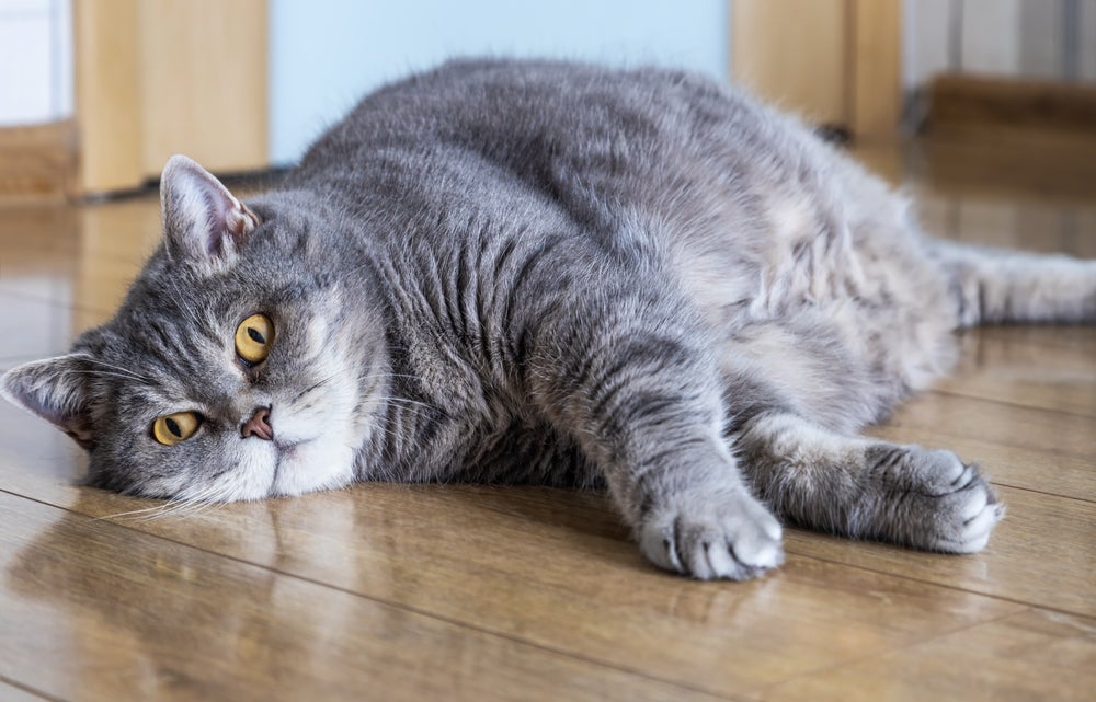 ração light para gatos: gato cinza obeso deitado no chão