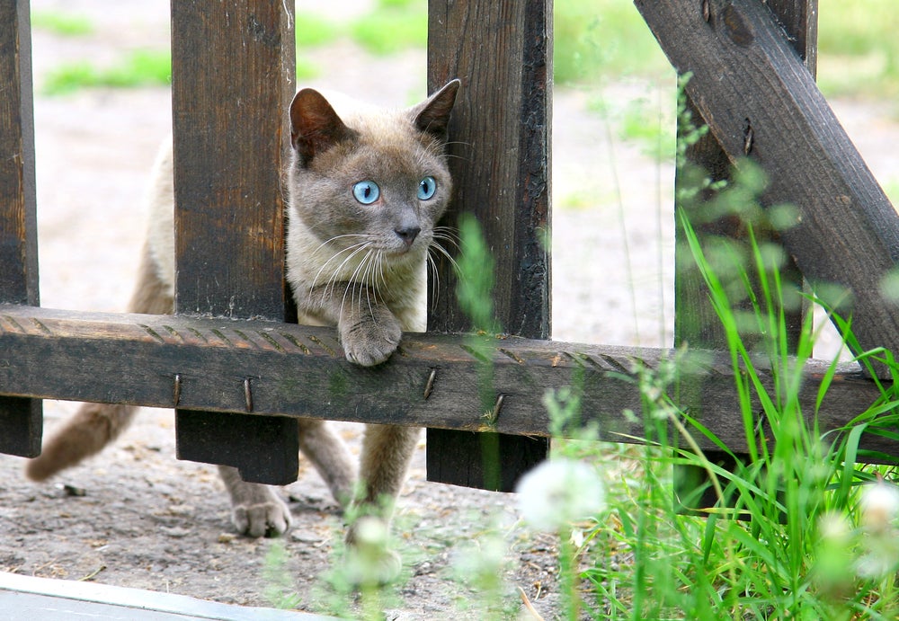 Gato Siamês tentando atravessar uma cerca de madeira