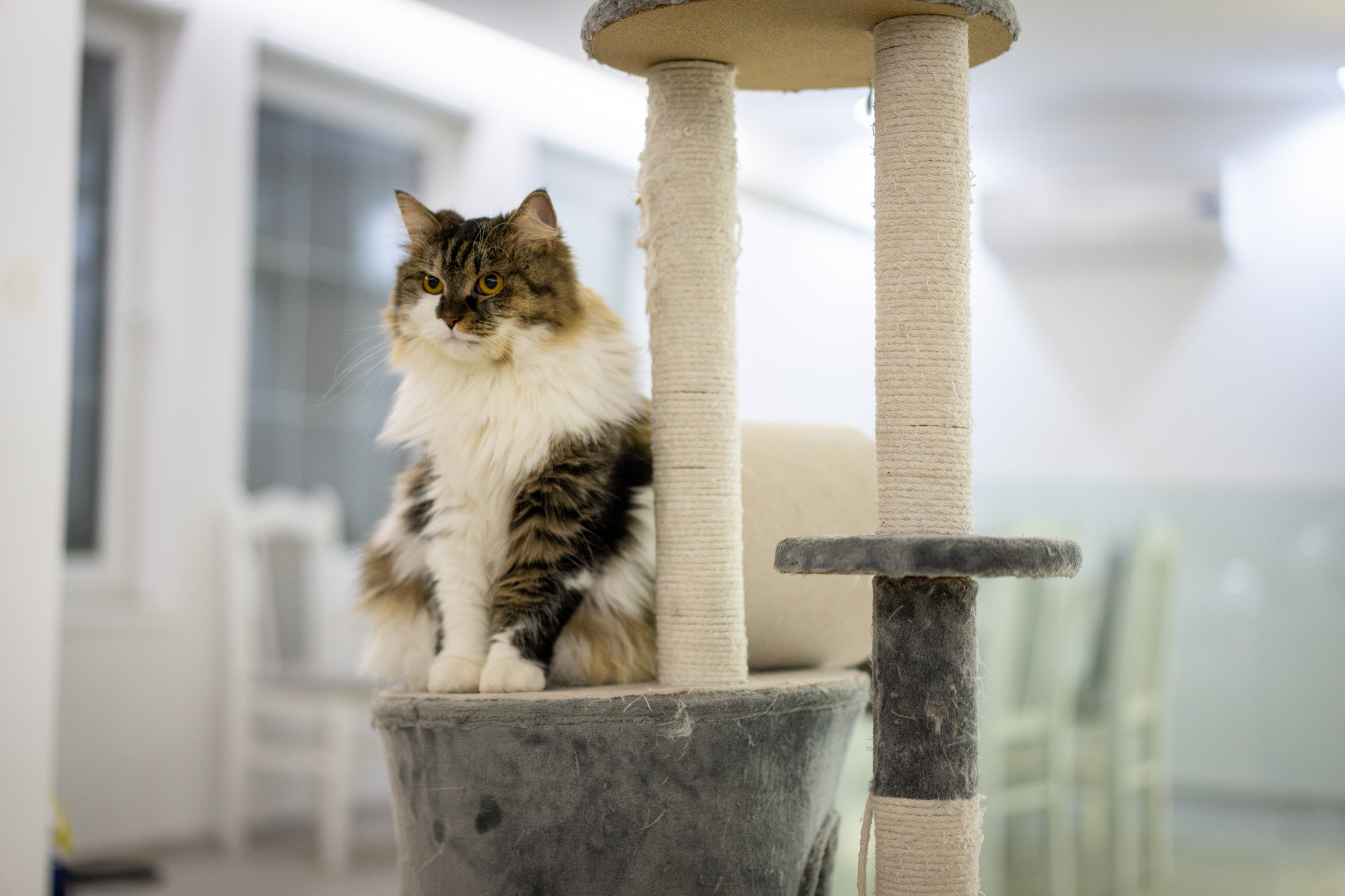 Gato Angorá sentado em cima de um arranhador para gatos