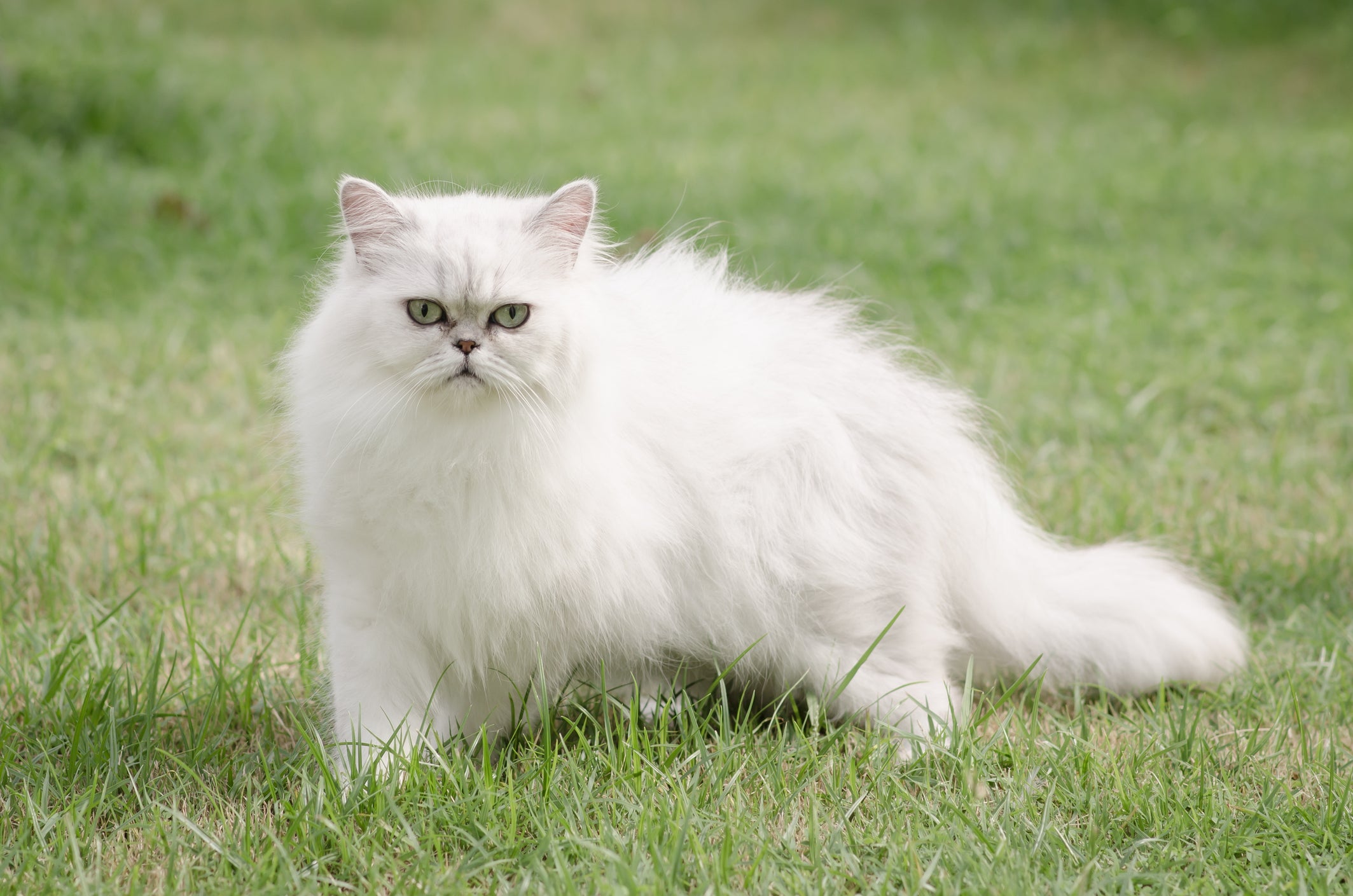 gato Persa branco em pé no meio de gramado