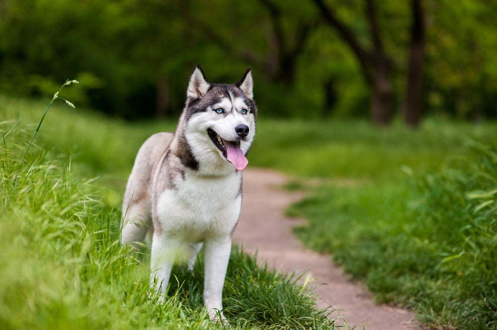 cachorro husky com língua de fora ao ar livre