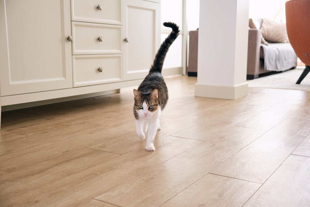 gato andando com rabo de gato balançando