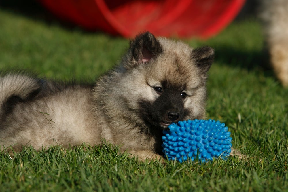 cachorro keeshond brincando com brinquedo para cachorro