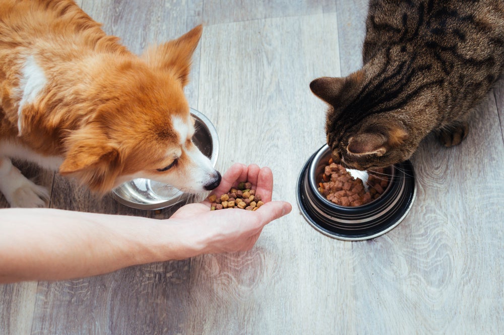 gato comendo ração de gato e cachorro comendo ração de cachorro