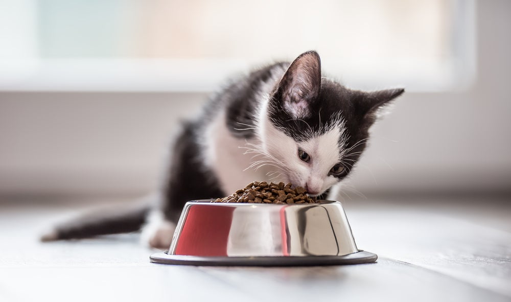 gato comendo ração de gato