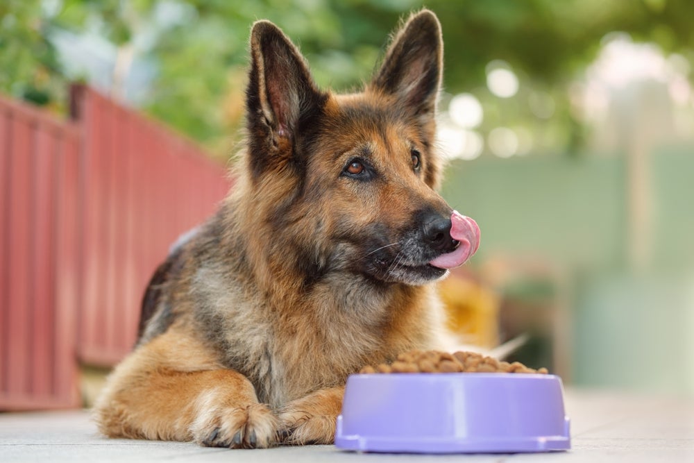 cachorro comendo ração medicamentosa para cachorros