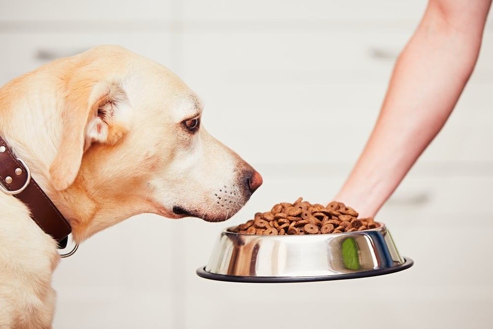 cachorro comendo ração de cachorro