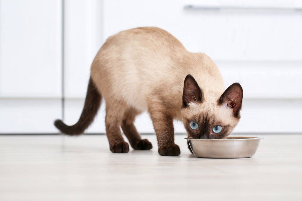 gato comendo ração urinária para gatos