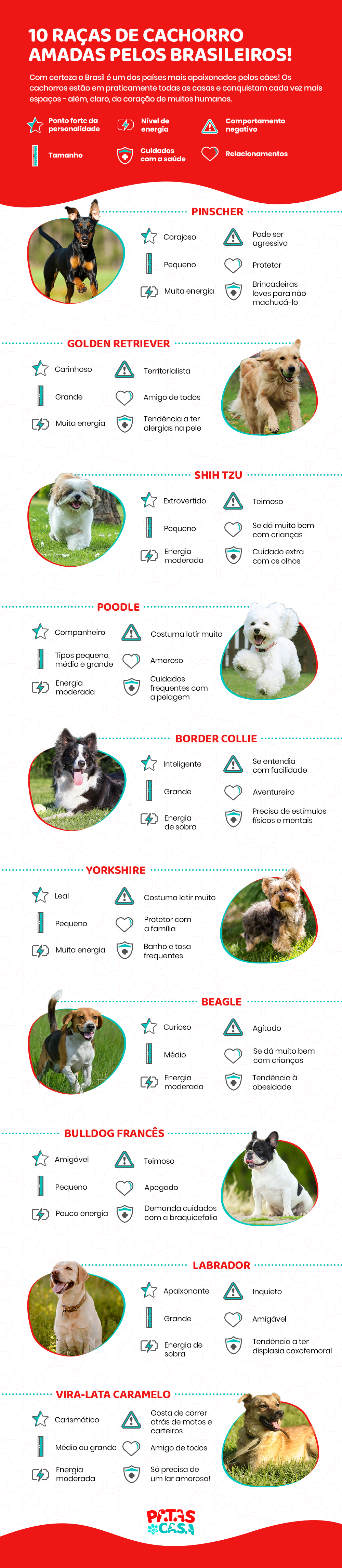 infográfico com as raças de cachorro mais amadas
