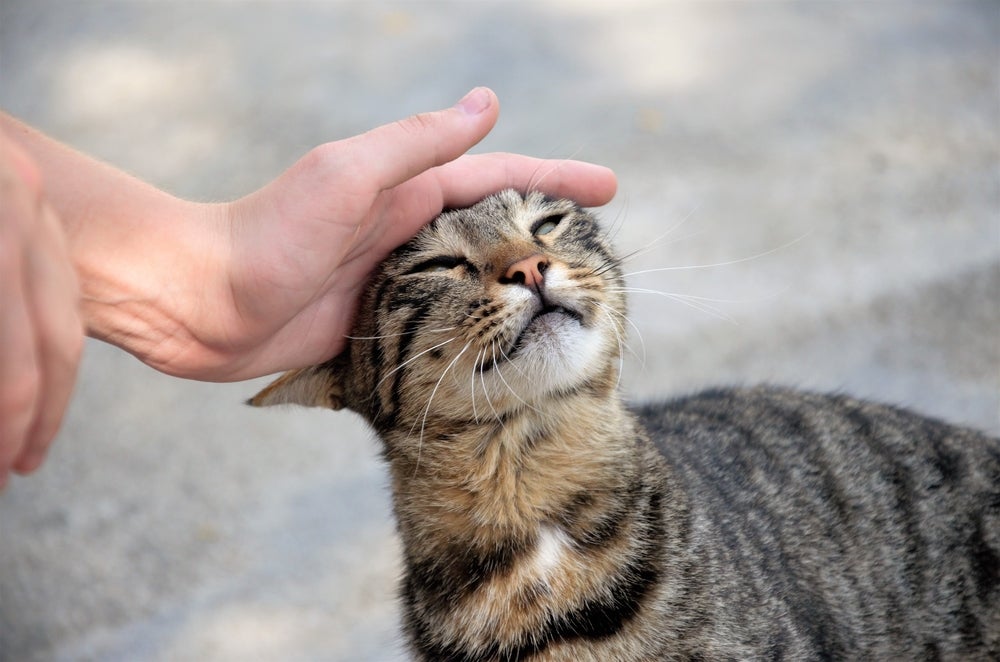 raças de gato mais saudáveis: gato vira-lata recebendo carinho