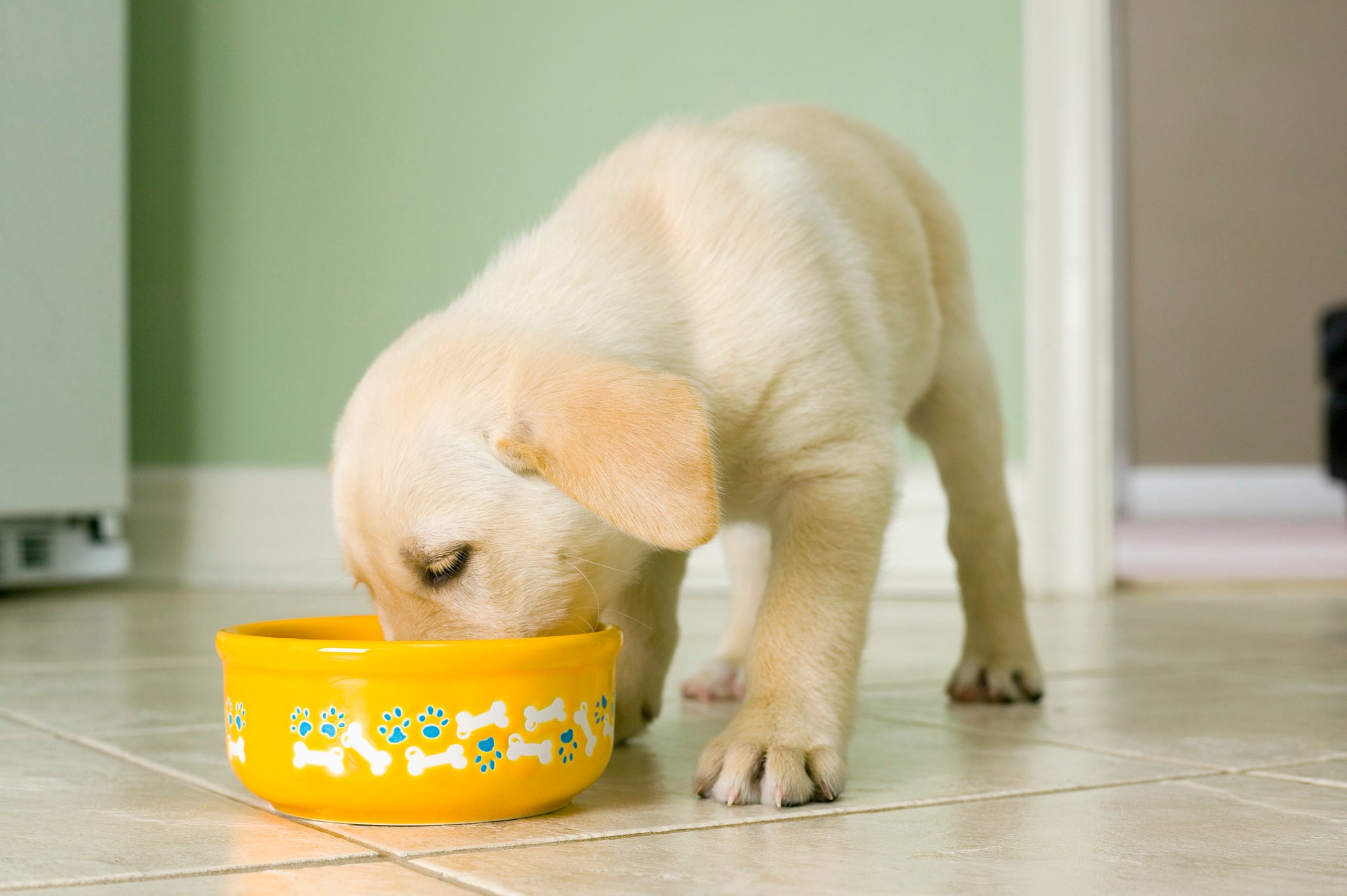 Cachorro filhote comendo ração em um pote