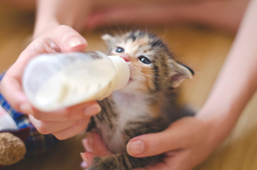 gato filhote bebendo leite na mamadeira