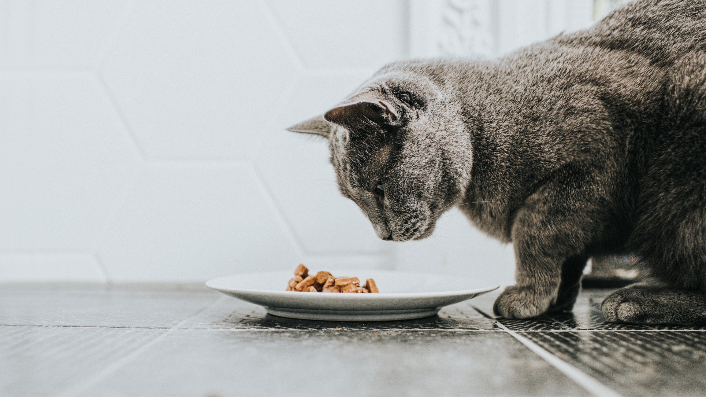 Gato cinza olhando para prato com ração no chão