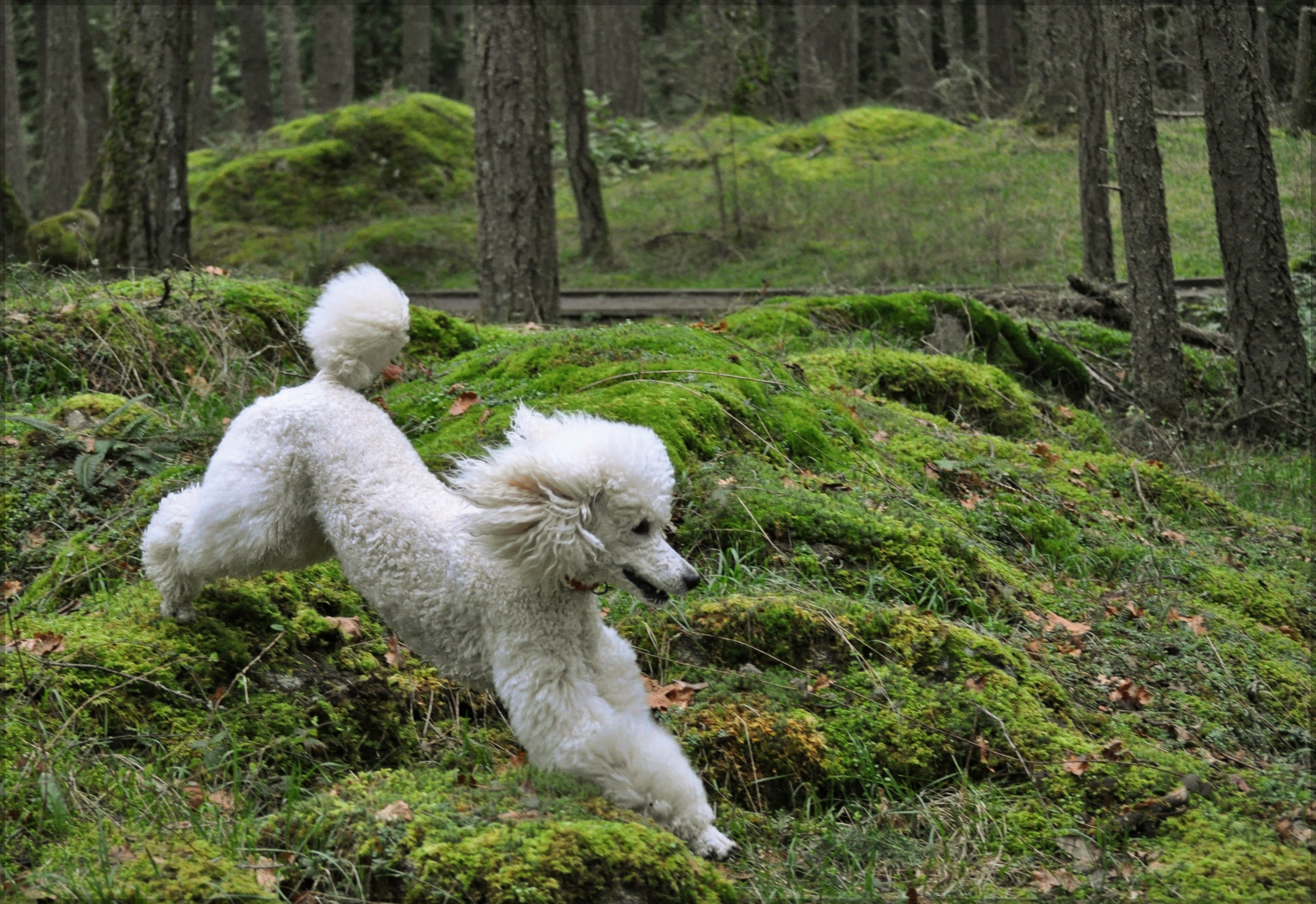 Poodle correndo na floresta