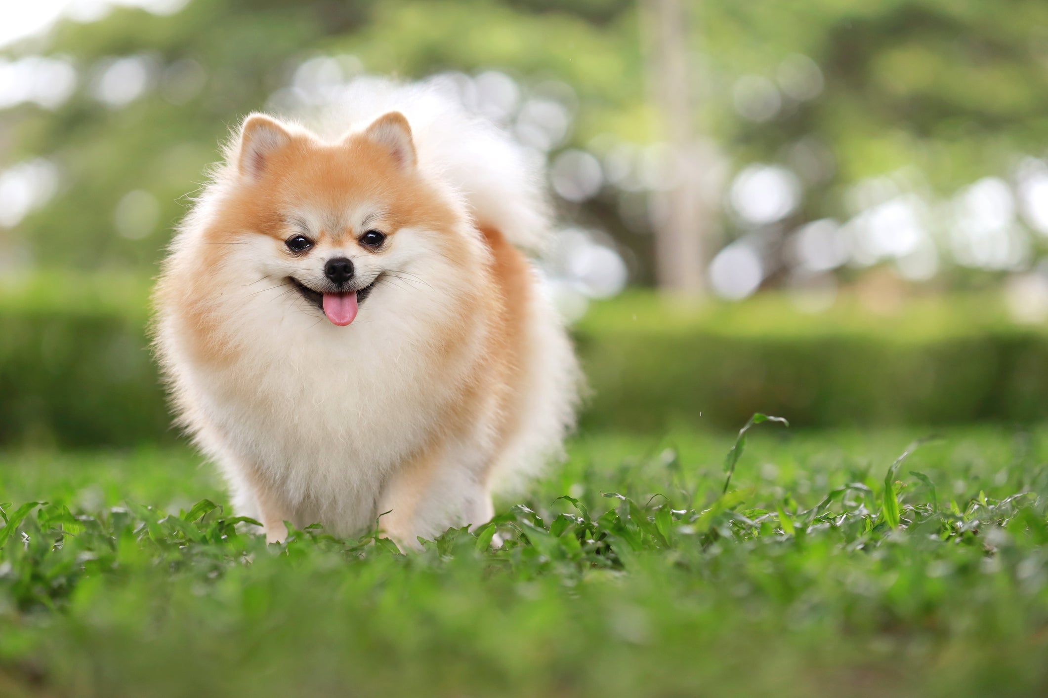 Cachorro fofo sorrindo no parque
