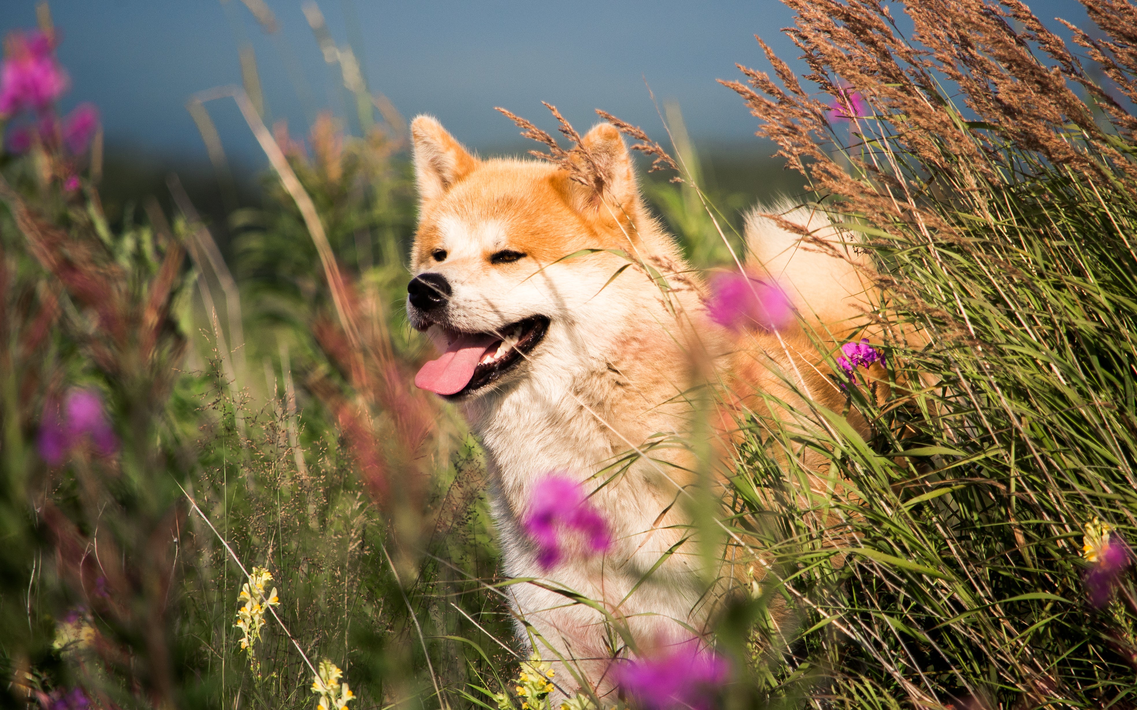 Cachorro com semblante feliz no meio de folhas e flores