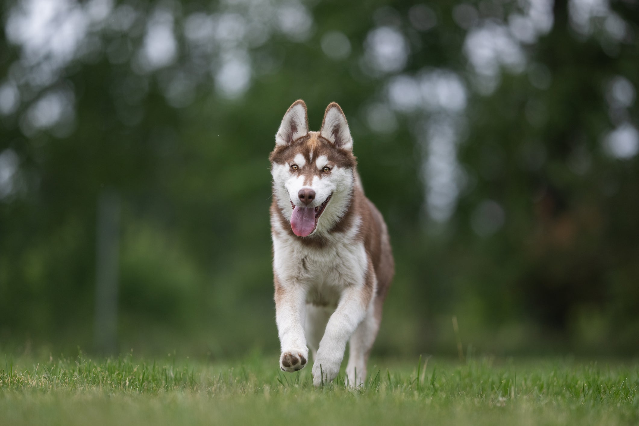Cachorro jovem correndo feliz na grama