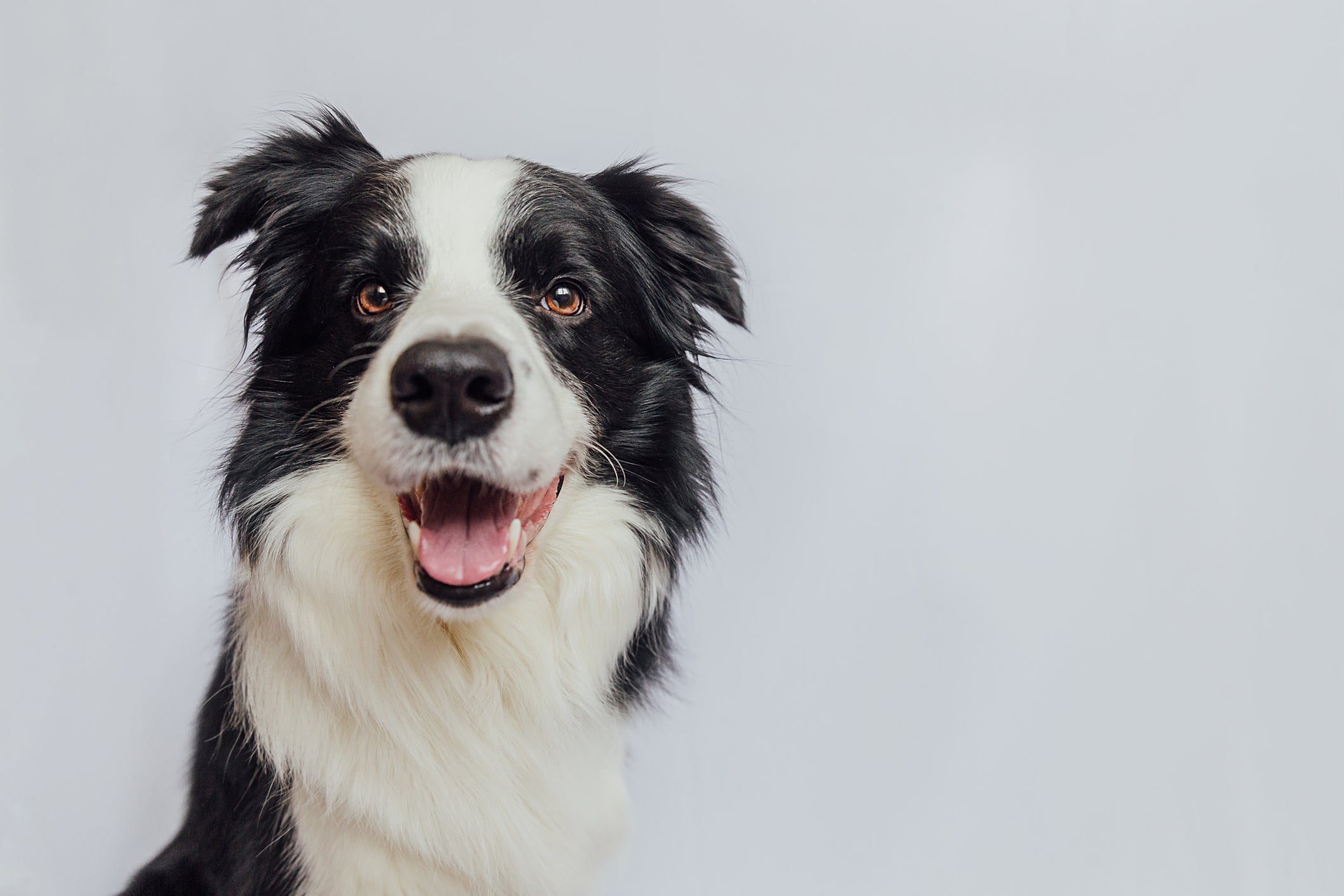 Cachorro preto e branco sorri para foto em fundo de estúdio
