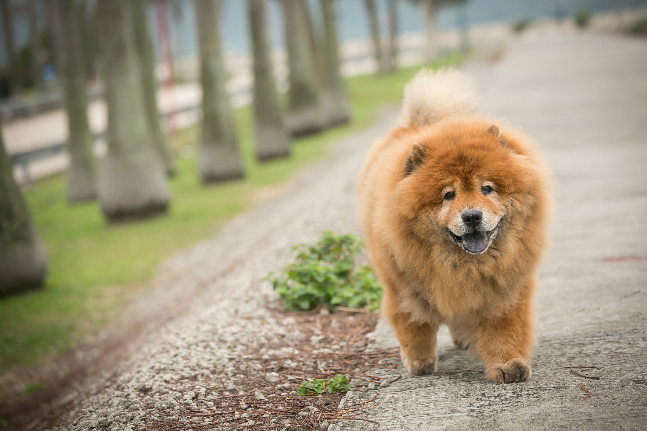 Cachorro peludo andando sorridente pela rua