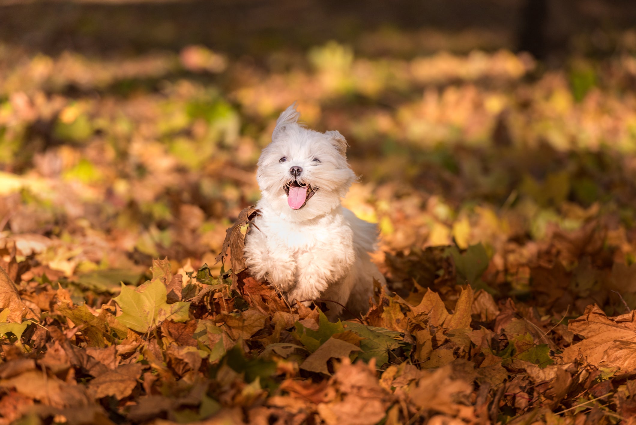 Cachorro pequeno corre em chão cheio de folhas com a língua para fora