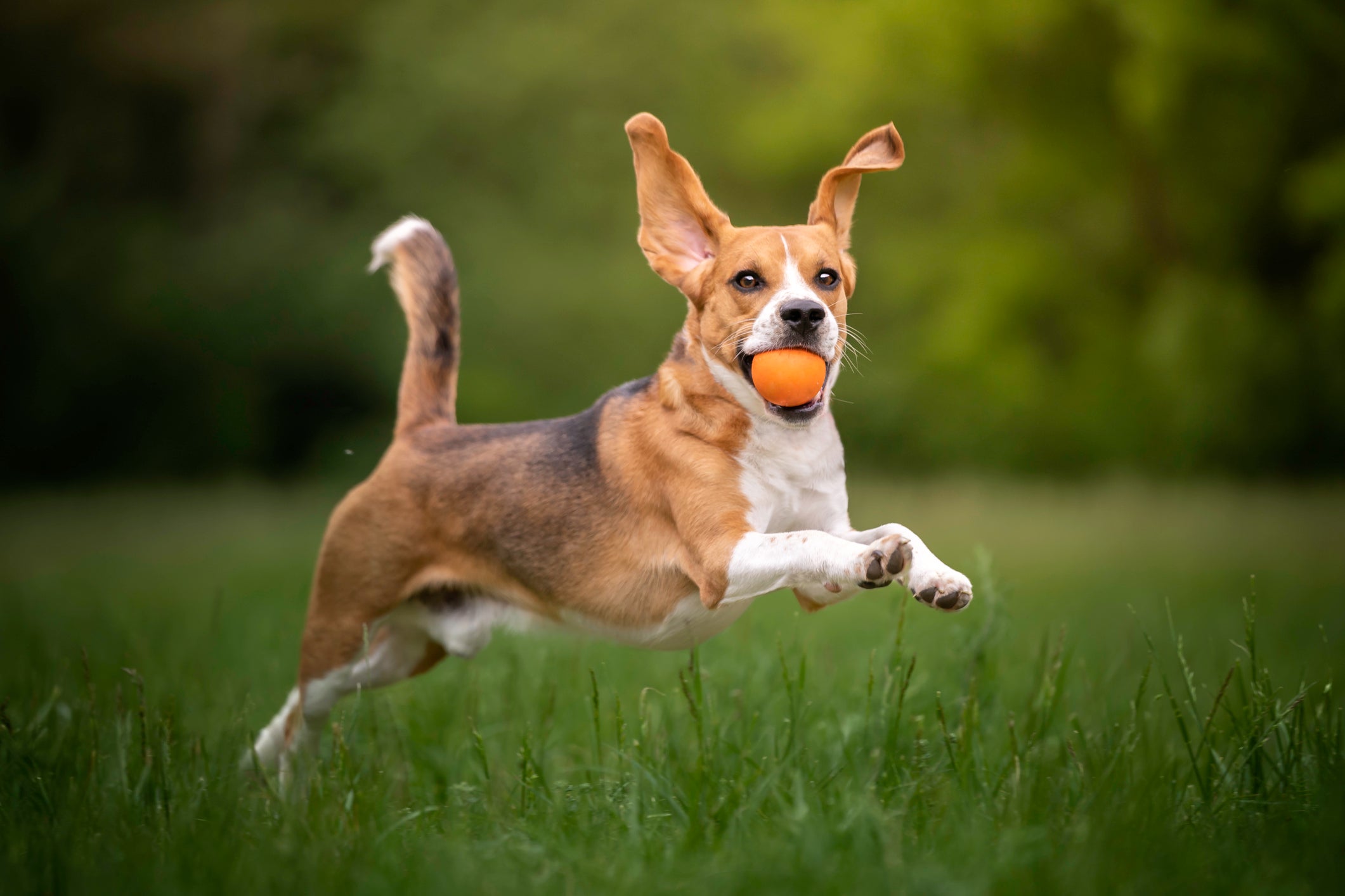 Cão Beagle correndo no gramado com bola na boca