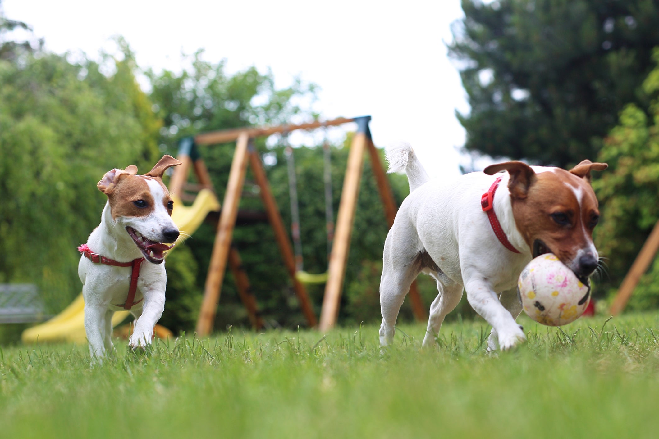 Cães da raça Jack Russel Terrier brincando com bola em parque