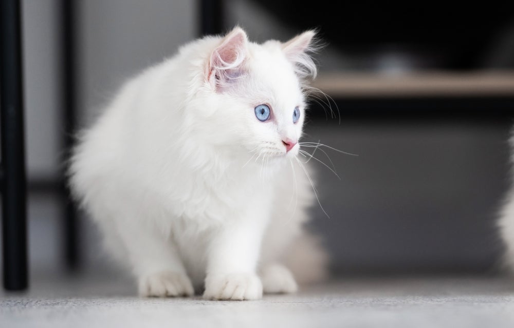gato ragdoll branco