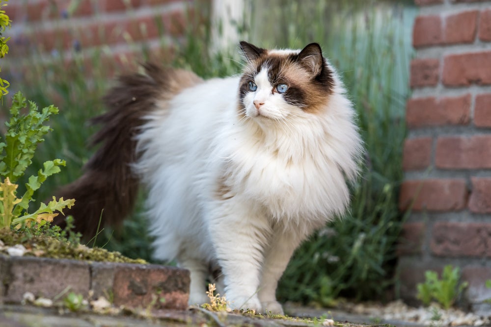 gato ragdoll no quintal