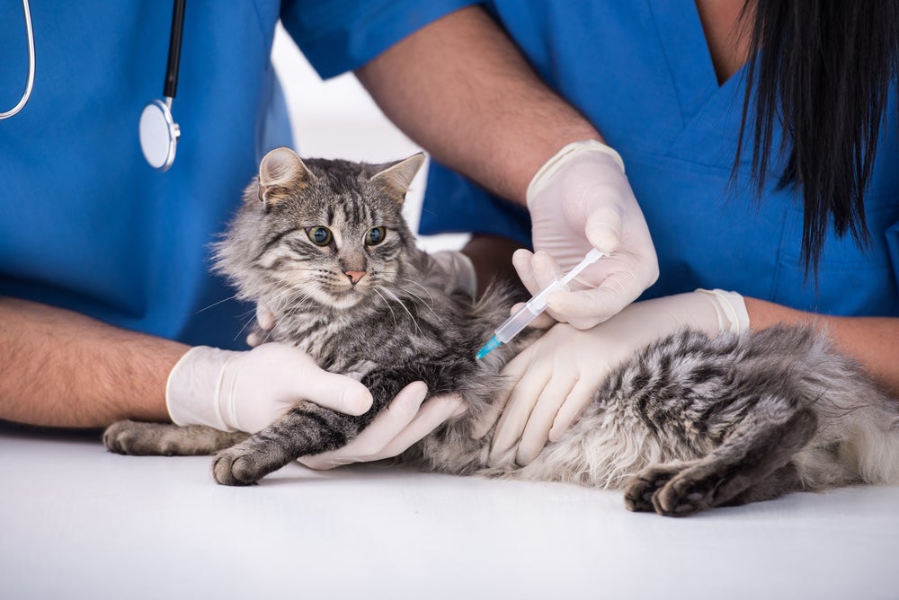 gato tomando vacina para raiva felina