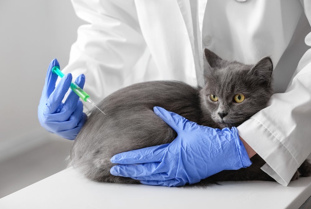 gato tomando vacina de raiva de gato