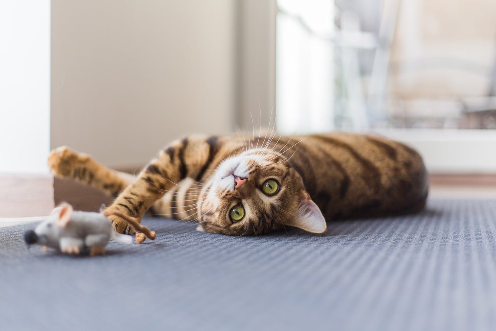 gato brincando com ratinho de corda para gatos