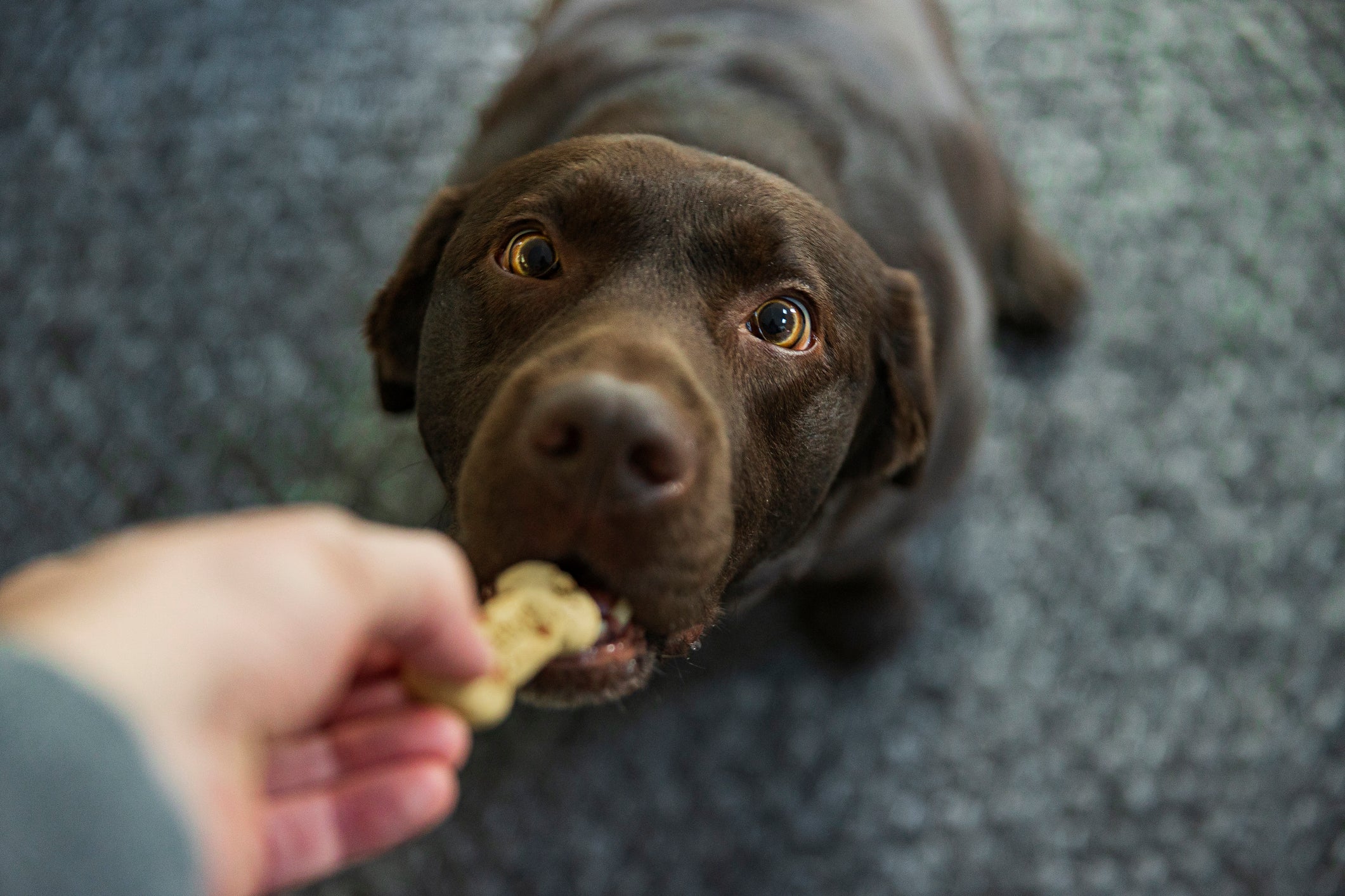 Cachorro comendo biscoito da mão de tutor