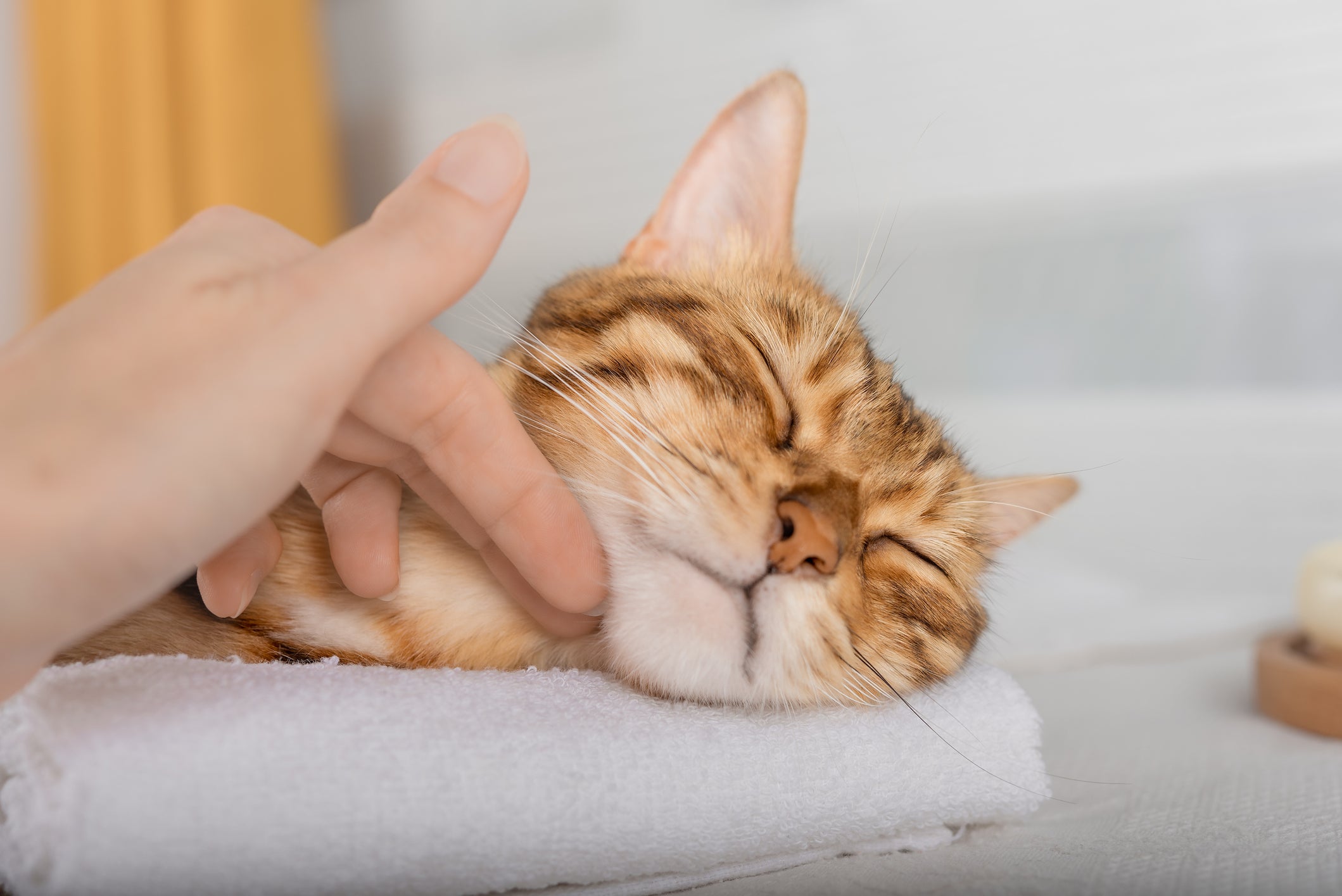 Gato laranja relaxado recebendo tratamento confortável