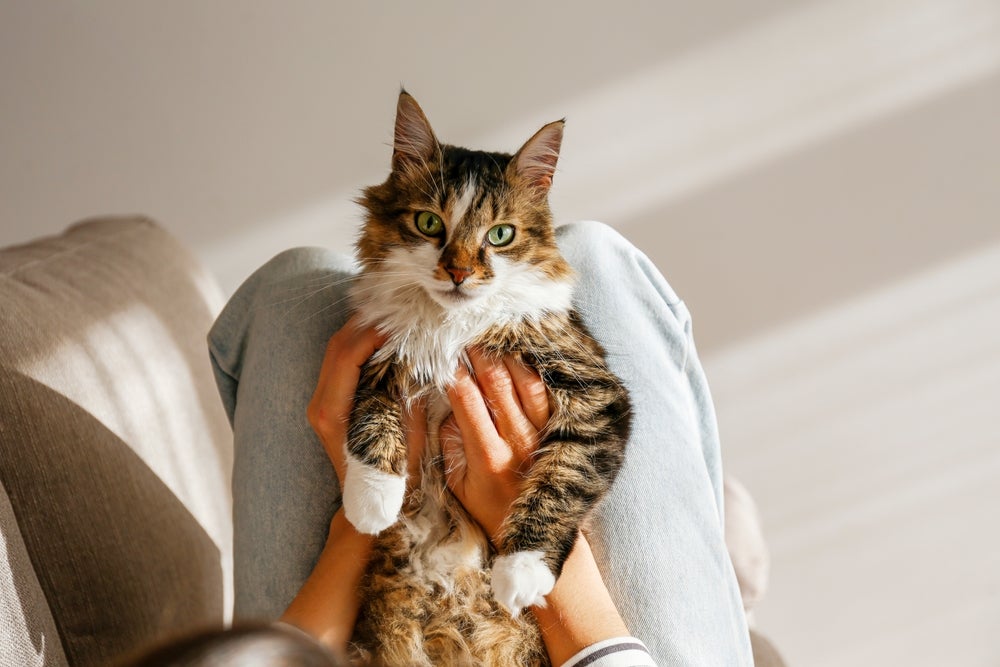 remédio para gatos: gato no colo de pessoa