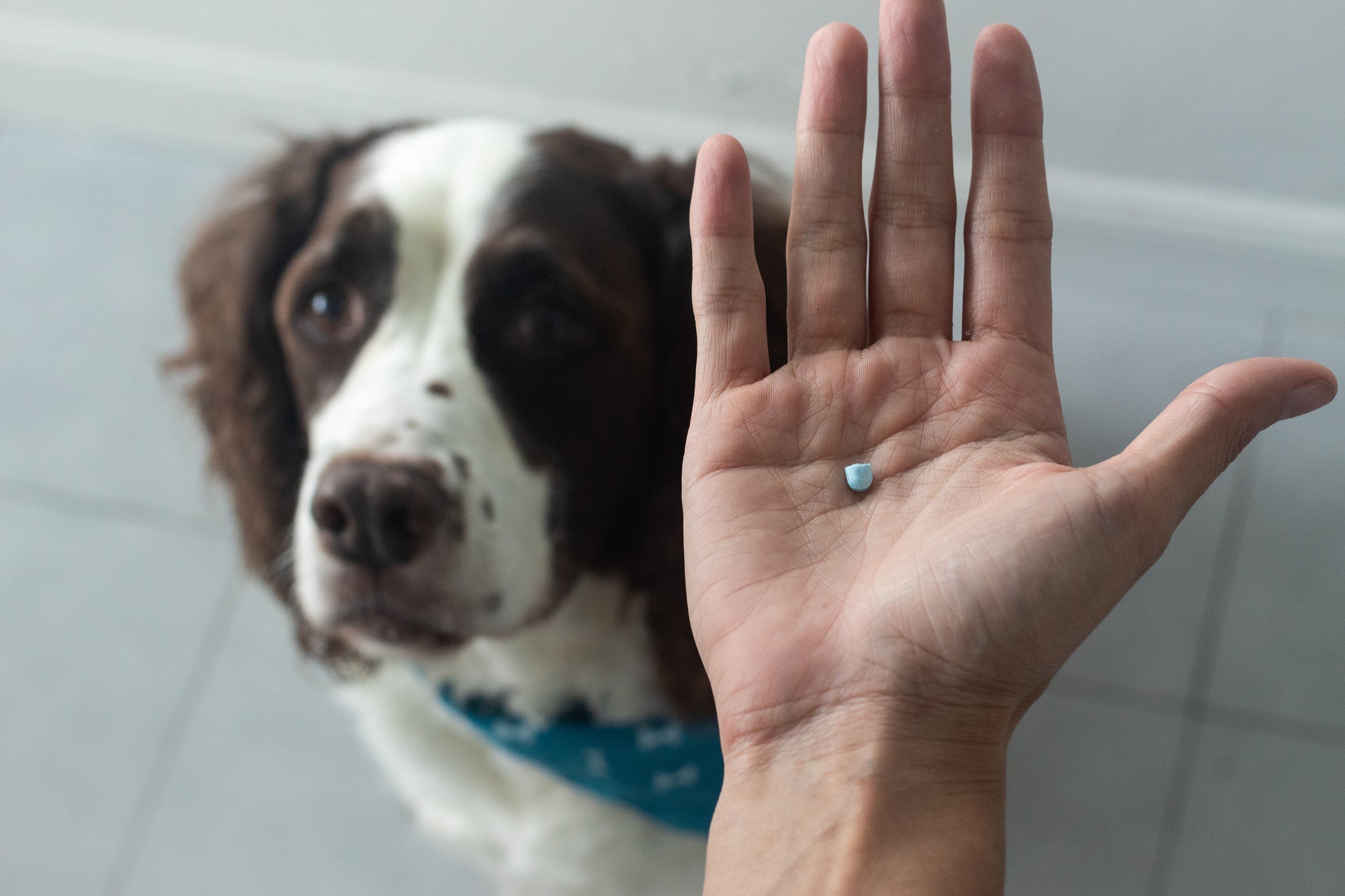 Mão humana segurando comprimido com cachorro ao fundo