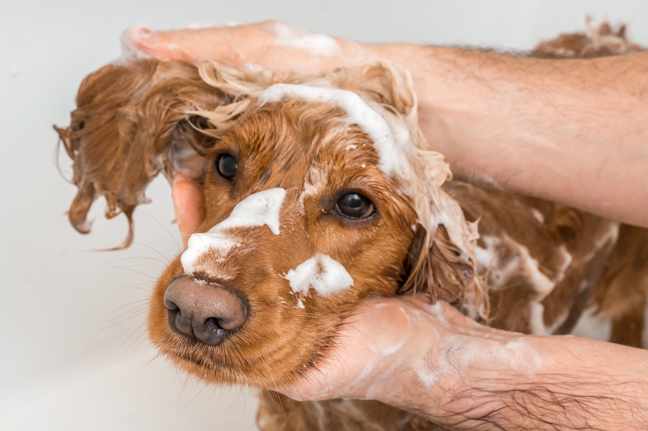 Cachorro peludo tomando banho com espuma no rosto