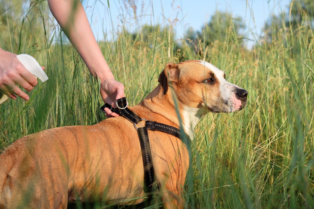 homem passando repelente de insetos para cachorro