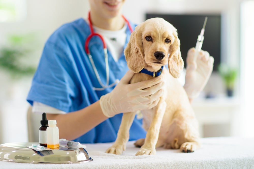 cachorro abandonado recebendo vacina no veterinário